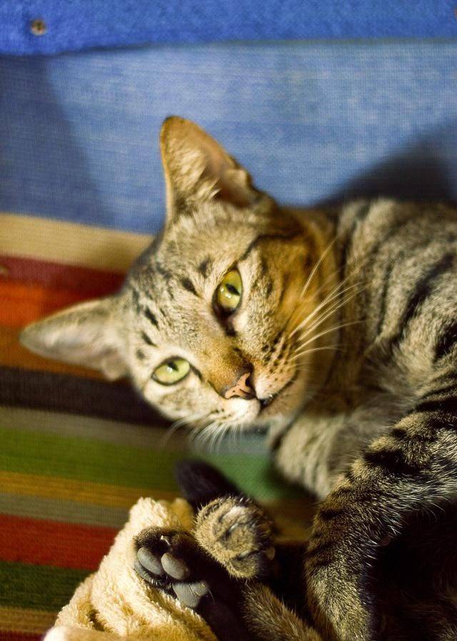 体型最受欢迎的5种宠物猫，你家的猫咪上榜了吗？