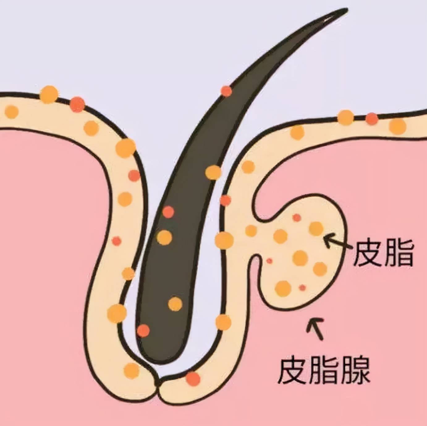 胡萝卜素她全身上下最黑的地方是抹了粉底液的脸？
