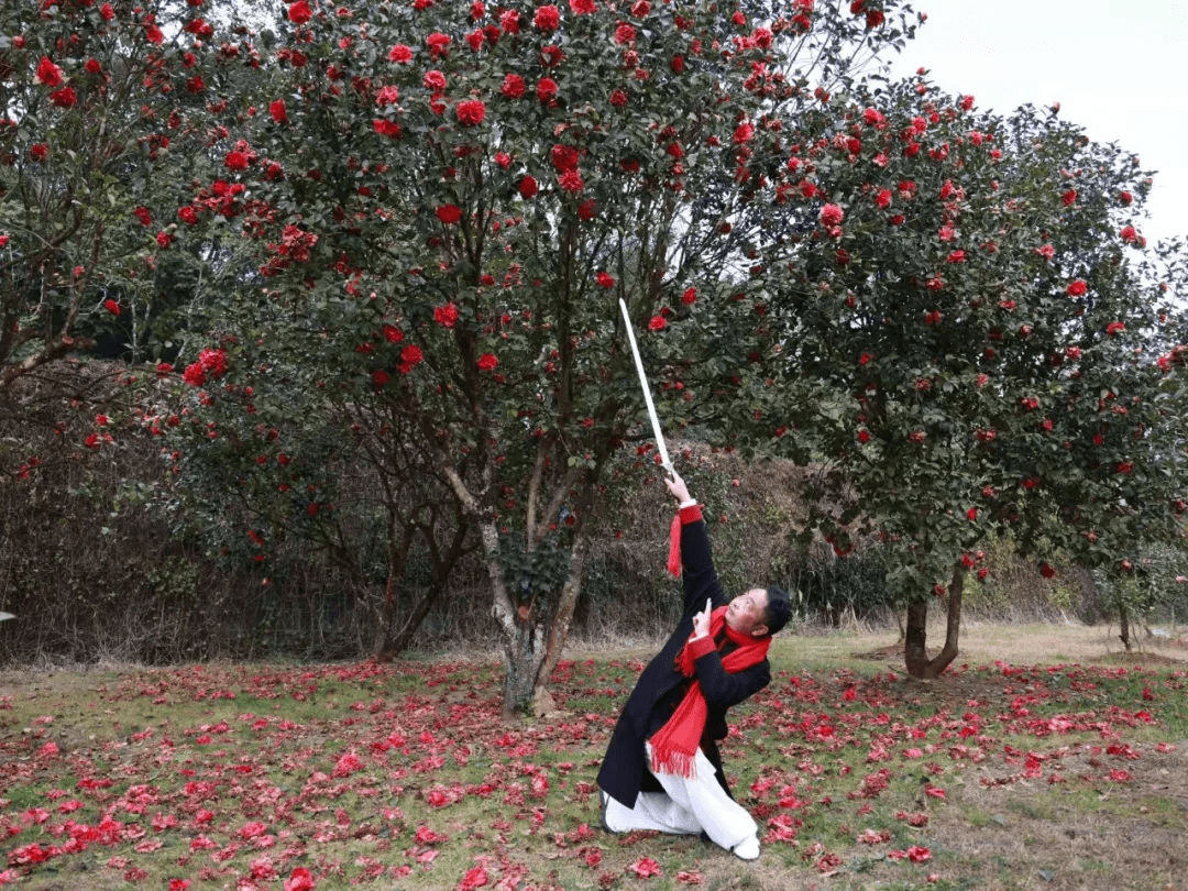 花朵|腾冲来凤茶花园里春色满园