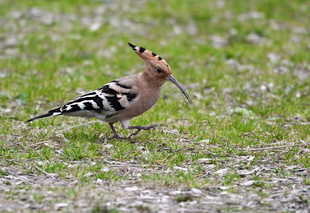 原创湖北恩施发现一种怪鸟头上戴羽冠尖嘴细长相传此为阳雀马
