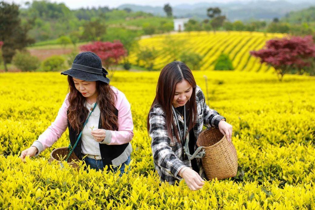 产业溯源推介,花生日记助力"黔货出山"_瓮安县_企业_农产品
