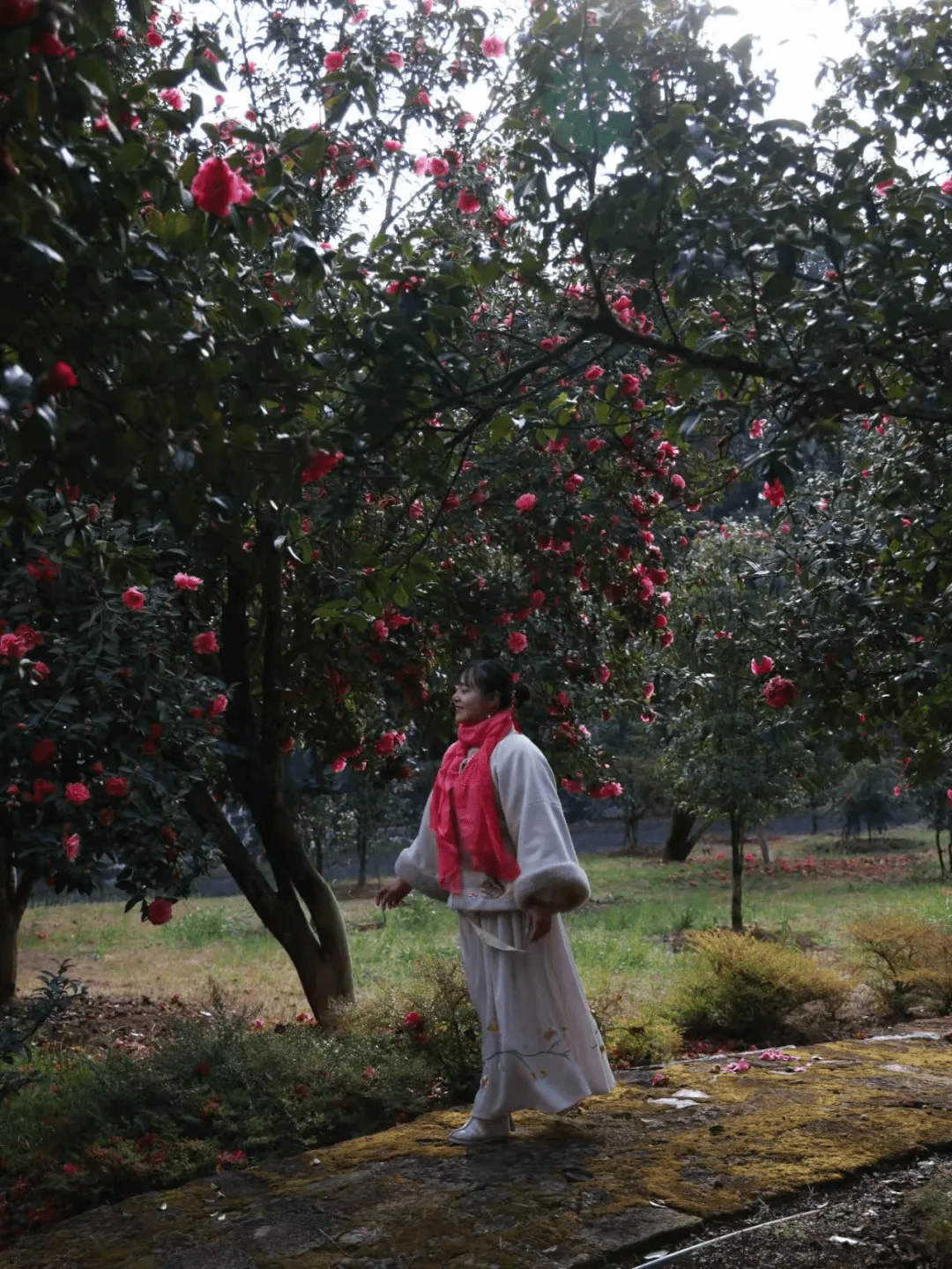 花朵|腾冲来凤茶花园里春色满园