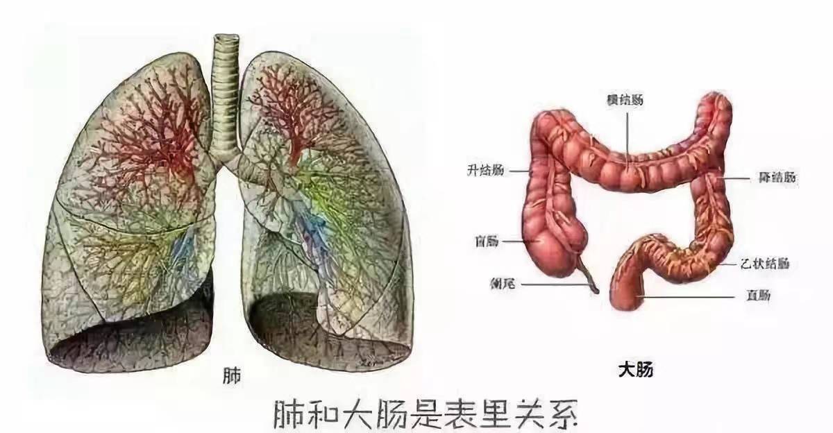 肺和胃的位置图片图片