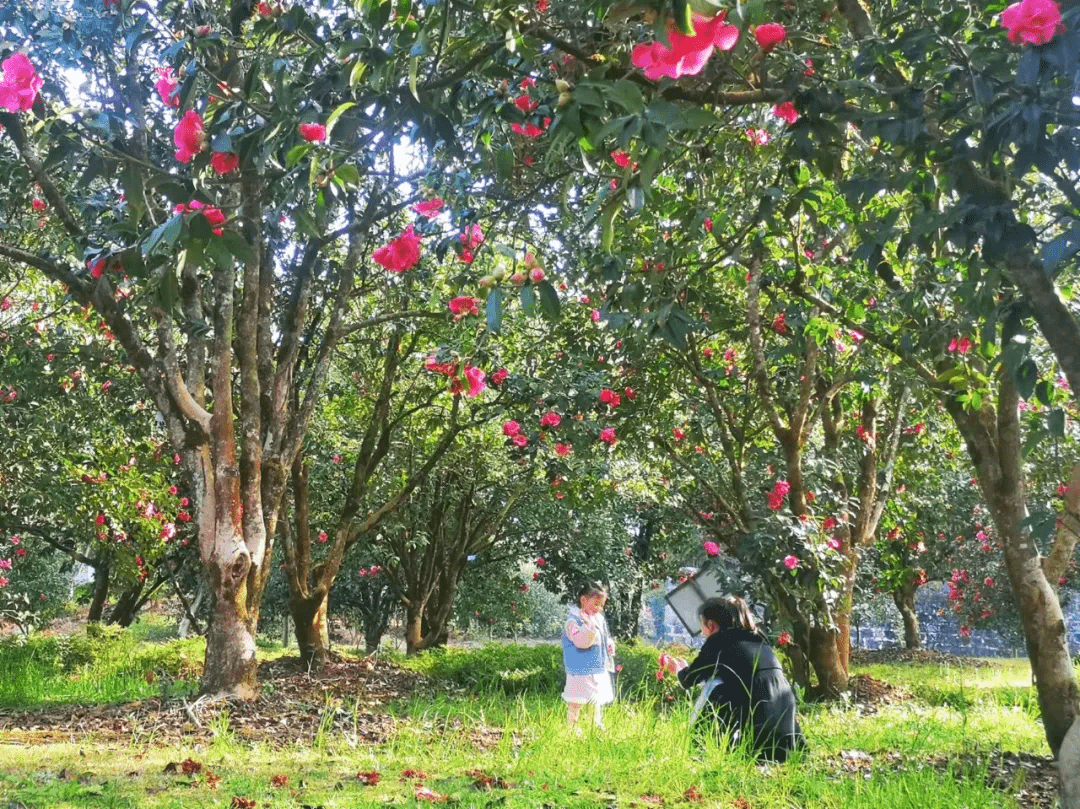 花朵|腾冲来凤茶花园里春色满园