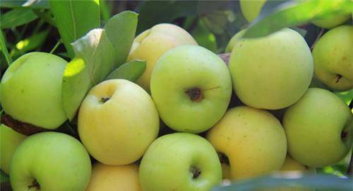 女性不想老太快 推荐常吃4种食物 排毒护肤 美容养颜 好处多 香菇 蛋黄果 营养