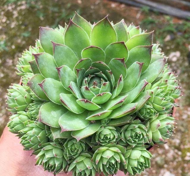 100种常见多肉图名并茂这下不愁叫什么名了 亚美am8旗舰厅 亚美am8是哪里的 亚美am8手机版