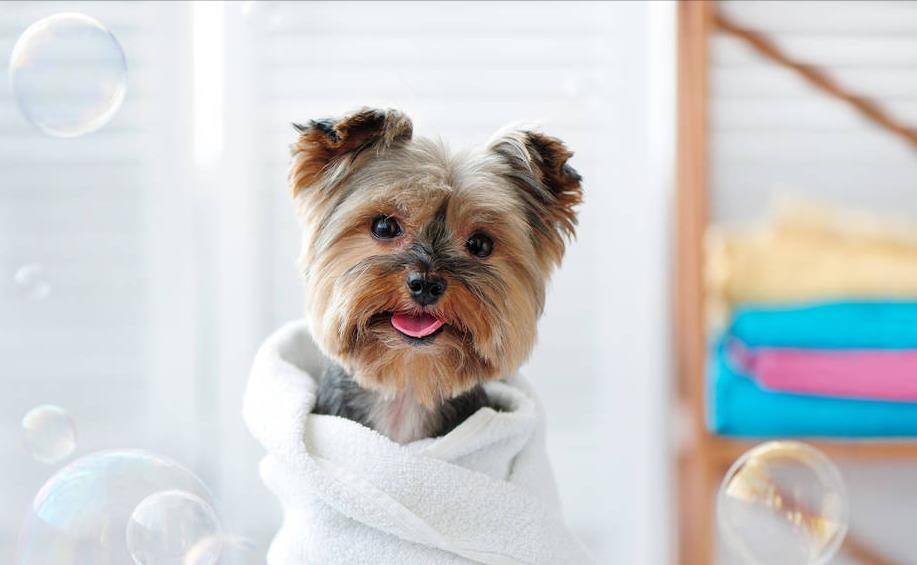 凝胶|为什么有些狗狗不爱？除了纯粹的讨厌外，还有其他原因