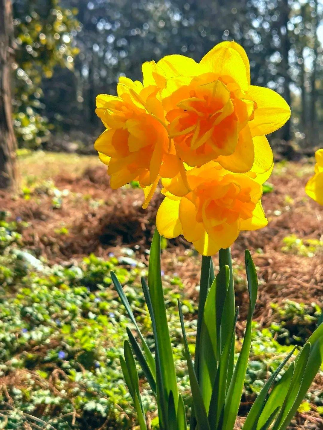 杨浦这里 有好多金色 小太阳 水仙 共青森林公园 花卉
