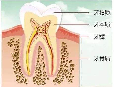 什么是牙神经?