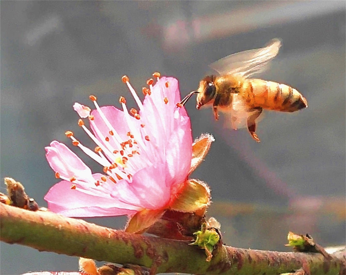 郯城农民雇蜜蜂"打工","一窝蜂"省下人工费上万元_授粉_温室_李建利