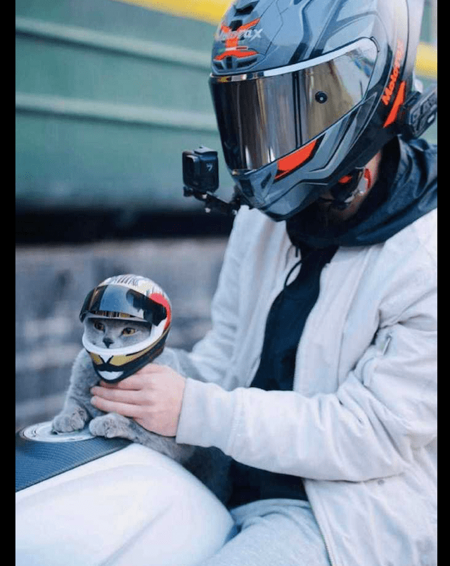 原创主人给猫咪定制了一顶摩托车头盔戴上后也太帅了吧萌我一脸