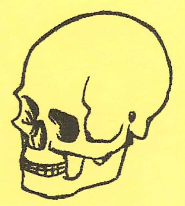 怎麼畫人體骨架骨骼教你人物顱骨頭蓋骨的繪製方法
