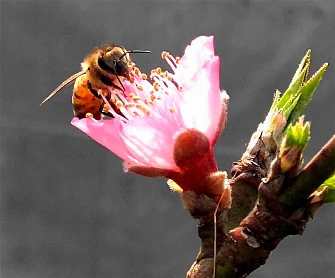 小蜜蜂采花蜜简谱图片