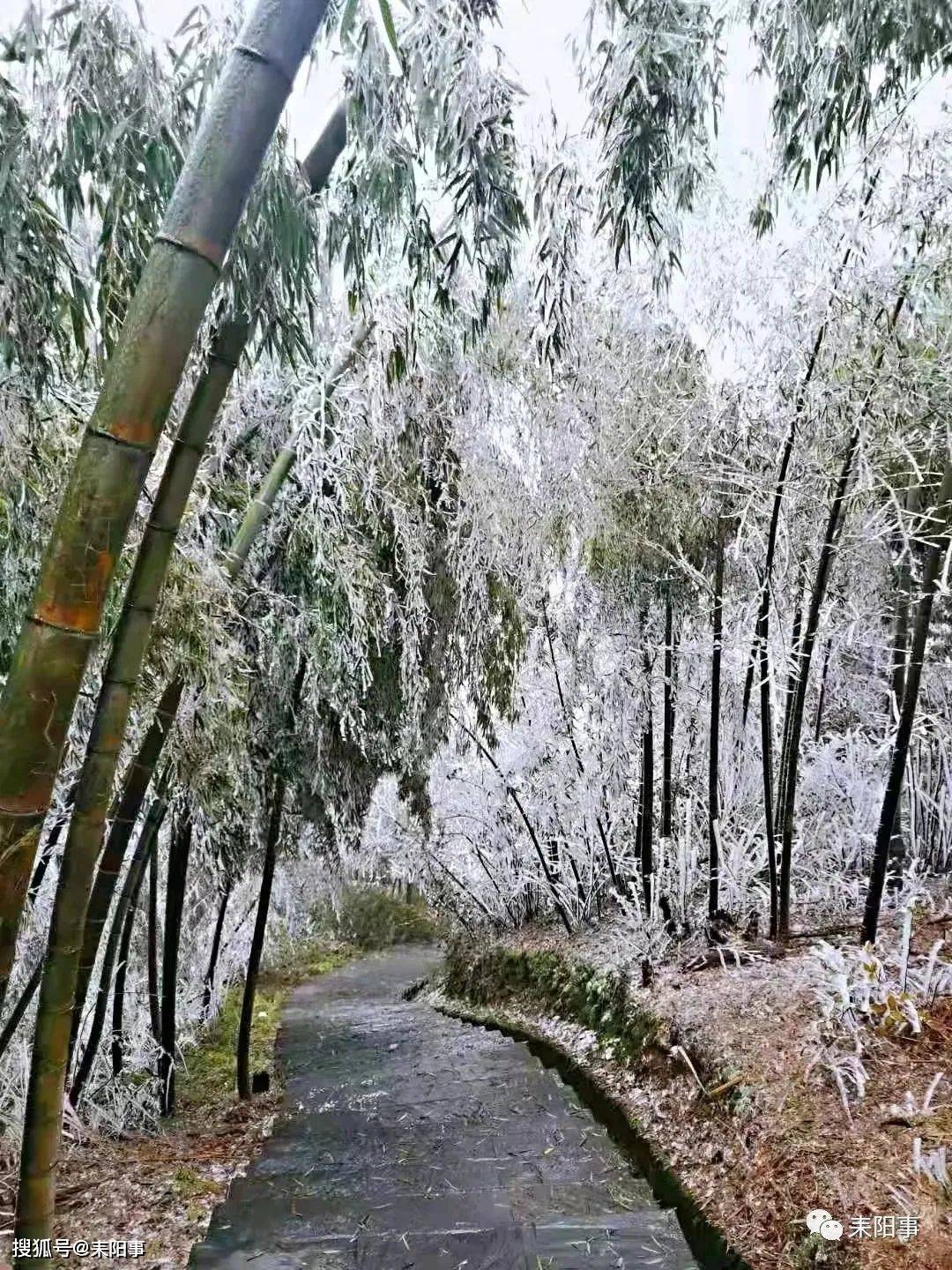 耒陽:蔡倫竹海春光雪景如人間仙境_竹林_景區_素白