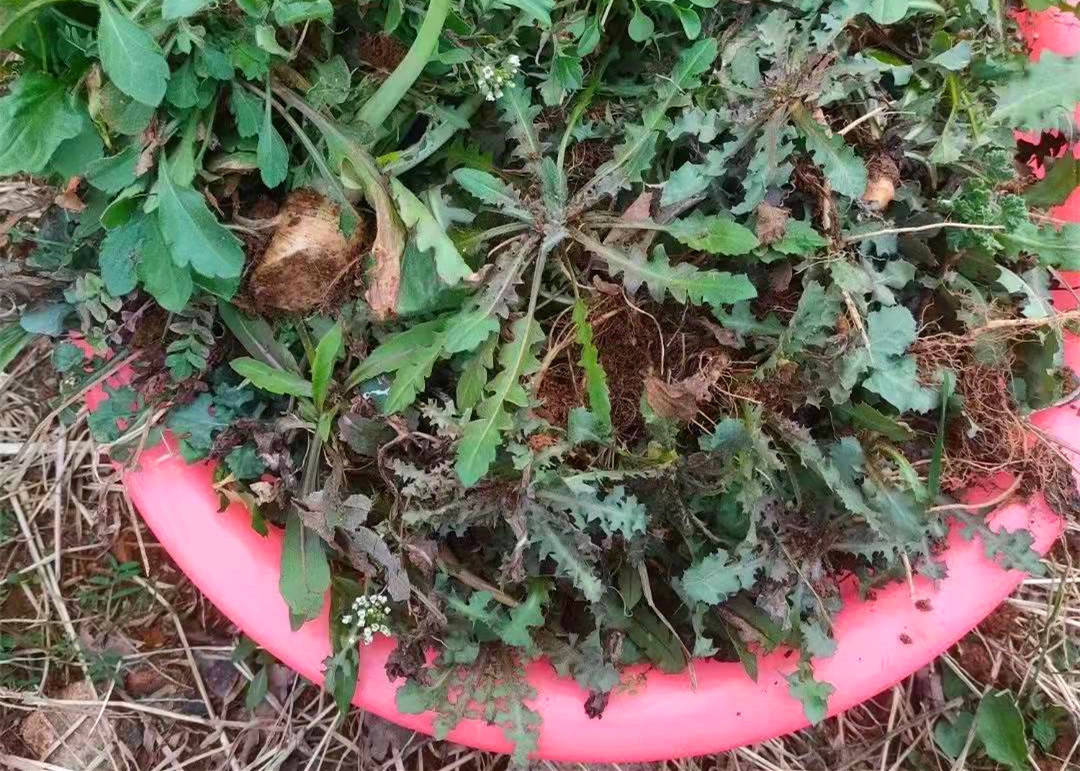 照着吃,安度最易生病的30天_荠菜_吃苦_美食