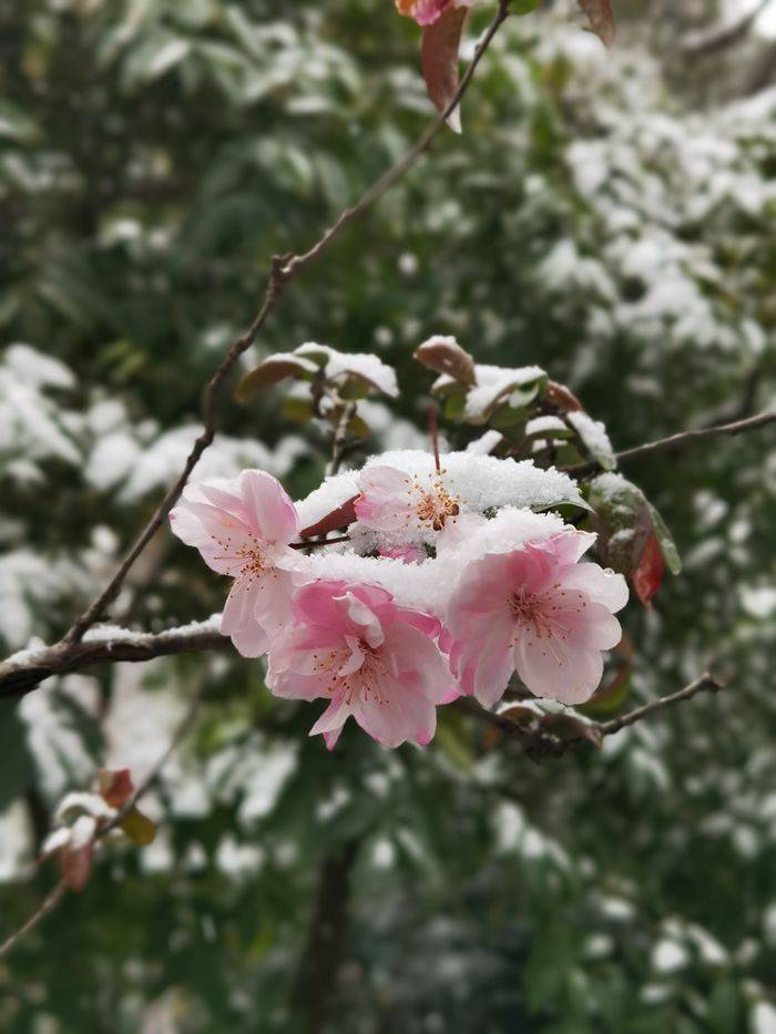 日子|昆明下雪了！春城的雪景真美丽！