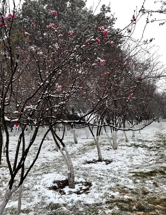 昆明真实下雪照片图片