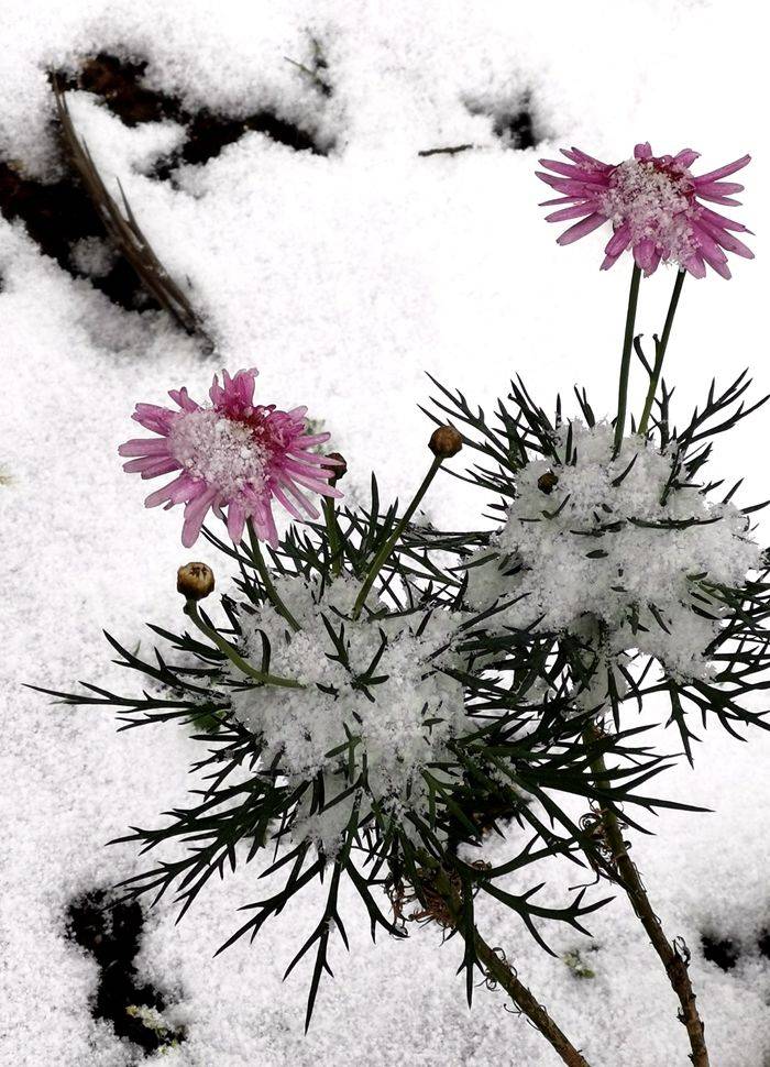 日子|昆明下雪了！春城的雪景真美丽！