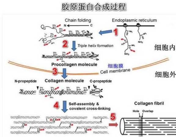 人体猪蹄补胶原蛋白吗｜如何吃出年轻好肤色？