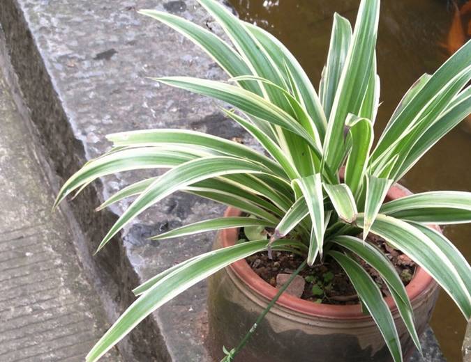 养吊兰 有3个 误区 别触碰 否则根系不保 黄叶来袭 莫忽视 移动社