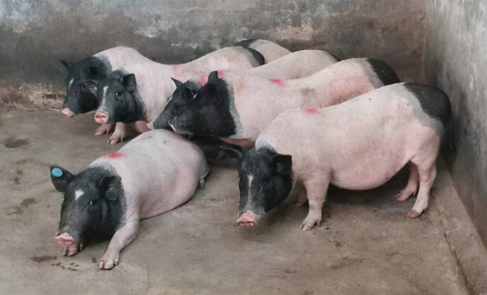 如何正确治疗巴马香猪传染性胃肠炎