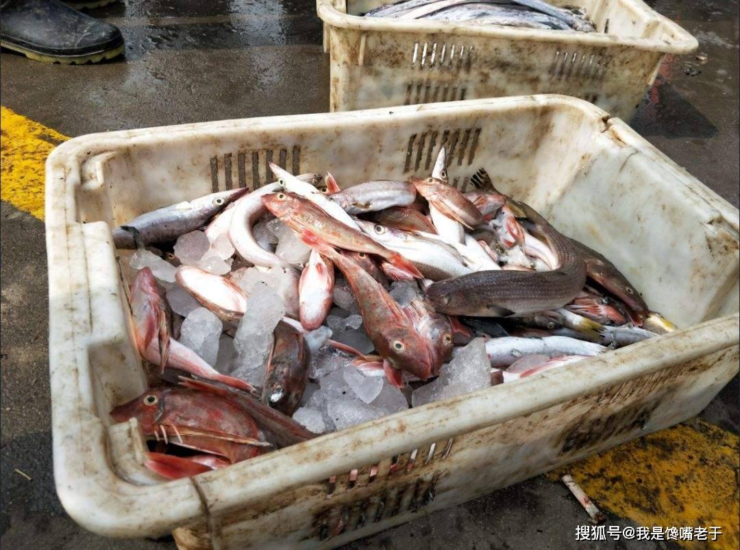 “它”常被冒充野生鲫鱼卖,价格高肉质差,很多人不知道,还在买
何谓工程鲫?有哪些特点?挑选野生鲫的方法