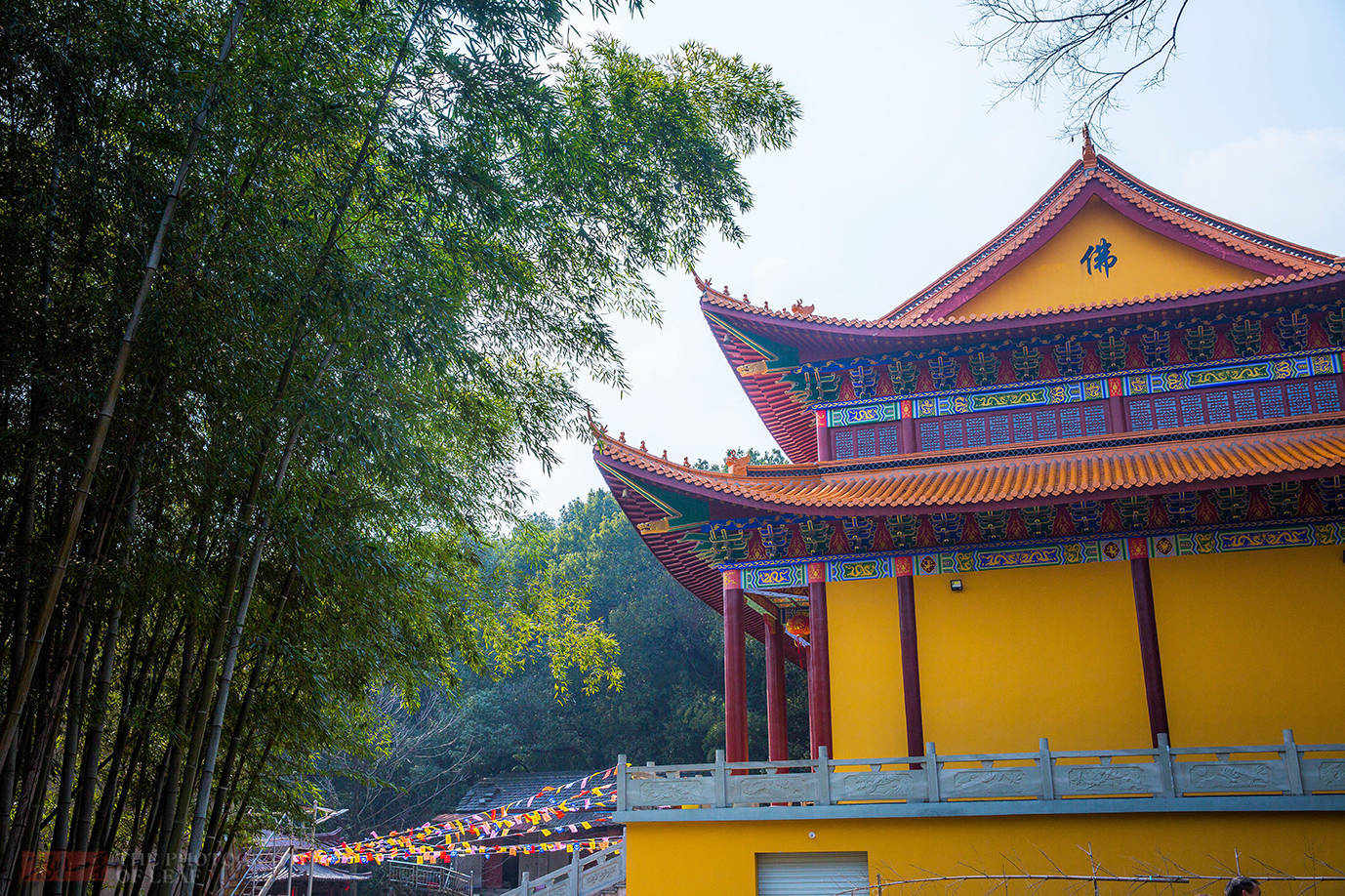 景点|杭州有个赏梅登山好去处，不用门票免费停车，就在市郊知道人不多