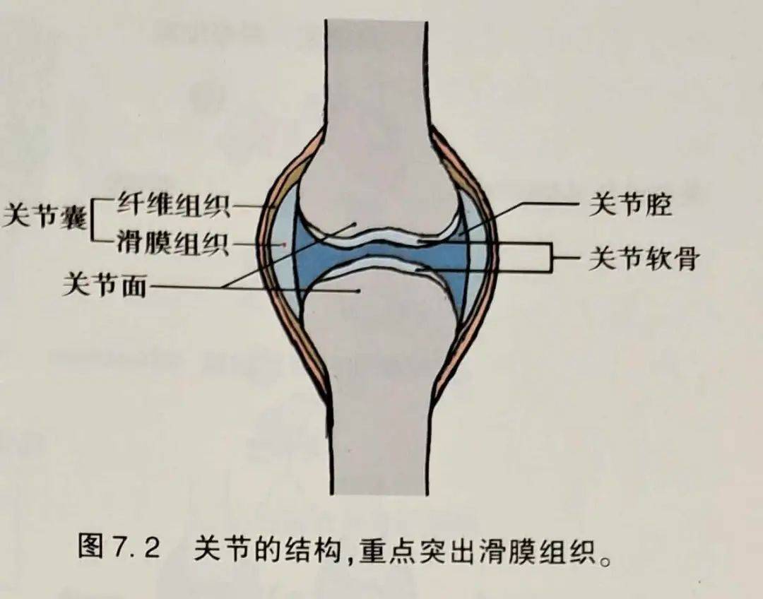 2 免疫系统功能障碍之氢气人群试验_类风湿性_疾病_关节炎