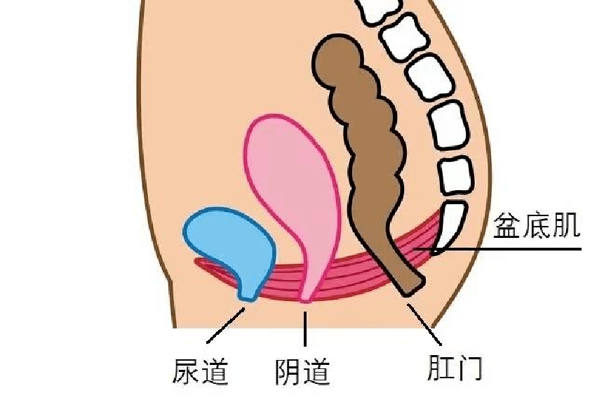 女性尿道旁腺位置图片
