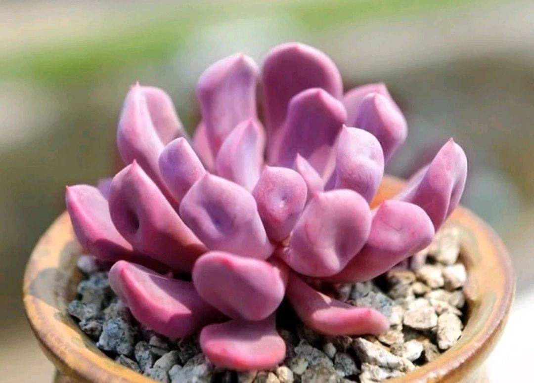 20种紫色的多肉每一个是又漂亮又高贵看你喜欢几种
