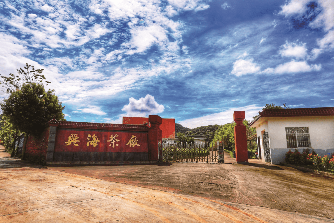 2006年兴海布朗乔木大叶青饼·布朗风味_普洱茶_生产_茶厂