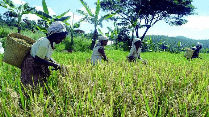 作为东帝汶经济主体的农业,至今还停留在刀耕火种的原始耕作阶段,粮食