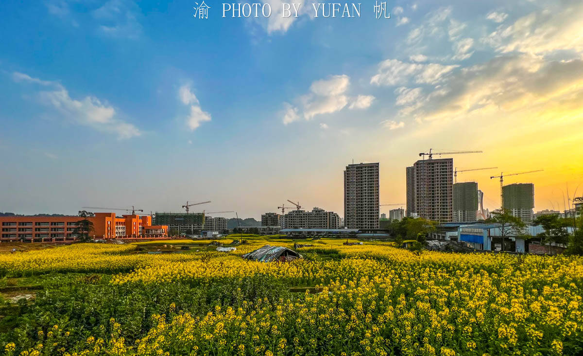 夕阳|重庆有座被菜花装扮的小城，不出城便能看到美景，窗外遍地流金