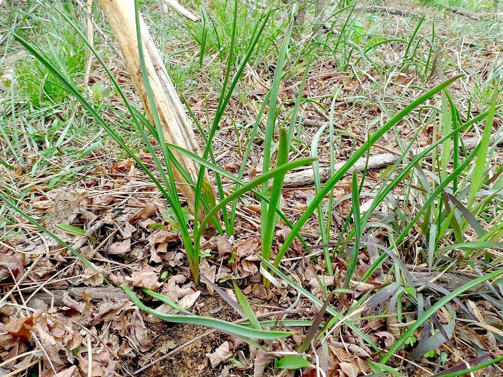 它是一种野生的"韭菜",若是在山里见到这韭菜,记得连根挖,用来煮水很