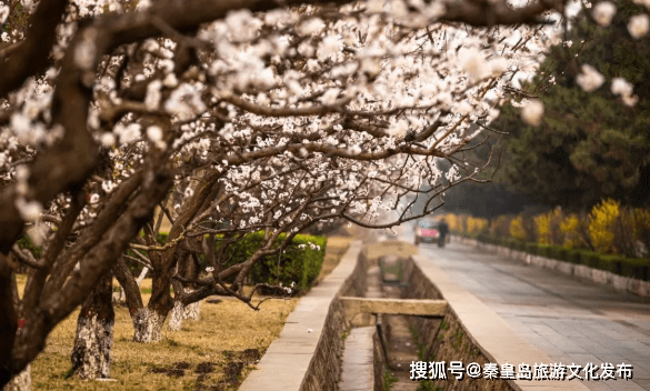 森林|春归回暖，秦皇岛这些地方即将美翻！户外免费游园攻略奉上~