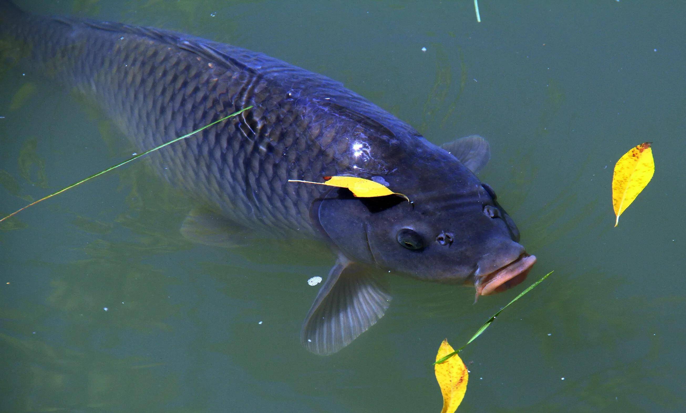 原創三月份的魚該怎麼釣掌握這三個垂釣技巧上魚速度讓人羨慕