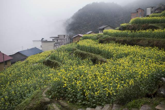 感觉|又到了油菜花开的季节，来开化感受油菜花的壮观，错过的等一年