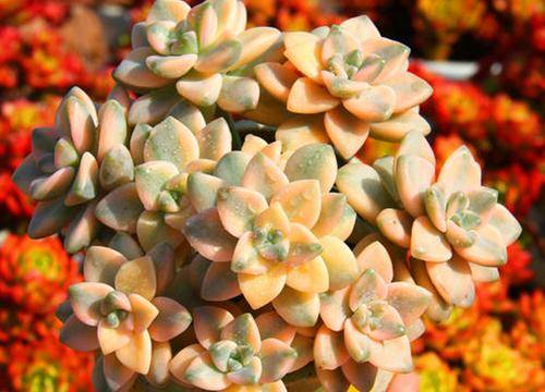 多肉如何快速出锦 d7fe84bebb564cec8b3e76f7fb831d66.jpeg