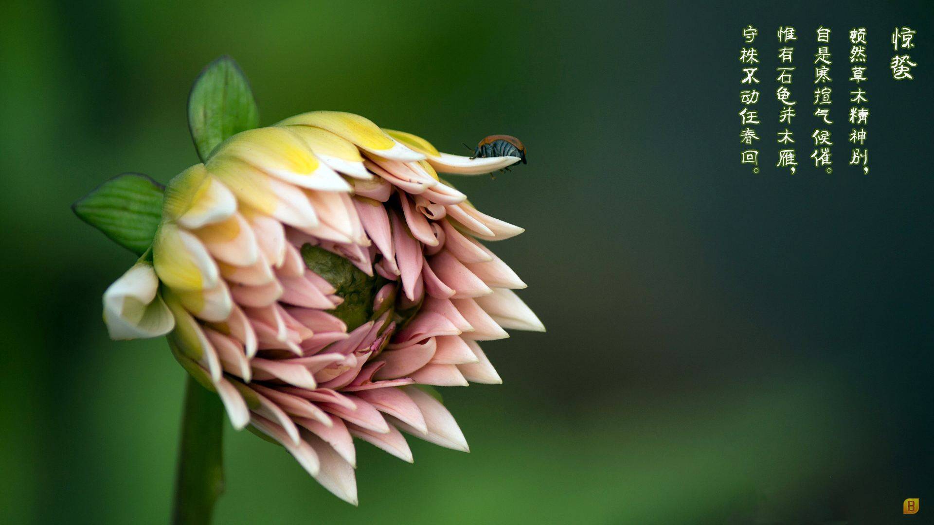 惊蛰 有雨敲窗 春深一寸 总有轻风吹斜阳 总有桃花酒千杯 世间 岁月 光阴 惊蛰 有雨敲窗 春深一寸 总有轻风吹斜阳 总有桃花酒千杯 世间 岁月 光阴