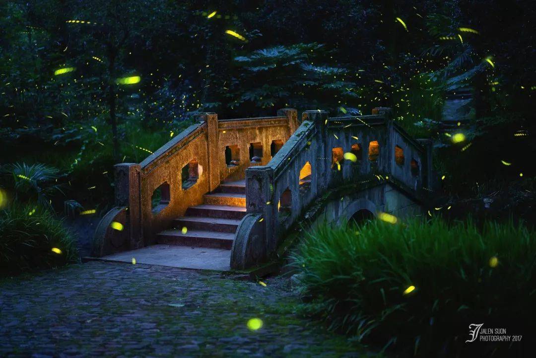 螢火蟲的夏天_靈谷寺_南京人_中山植物園