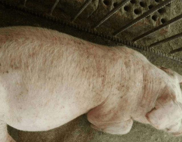 猪尿发黄不吃食是什么原因猪尿黄不吃东西是什么病病因在这里