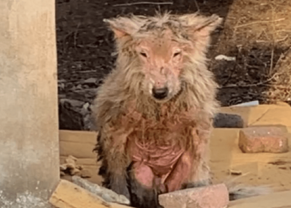 满是褴褛的流浪狗,却不愿离开它的"家",狼狈模样谁又知它是萨摩耶