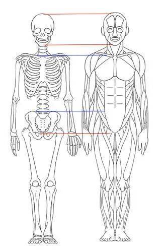 了解全身骨架图和全身肌肉图_身体_躯干_骨骼