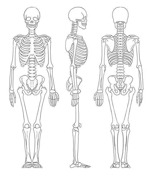 全身骨骼简笔画图片