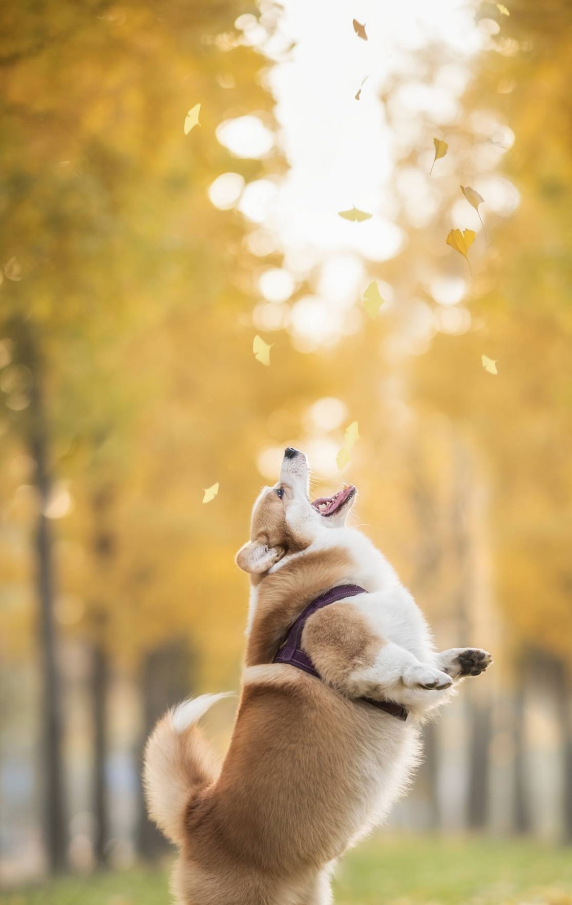 兄弟小短腿柯基和西伯利亚犬居然是同宗兄弟！