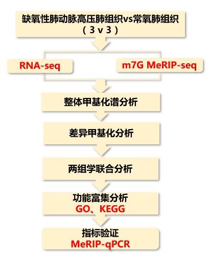 高压|RNA甲基化之m7G—另辟蹊径带你轻松发文！