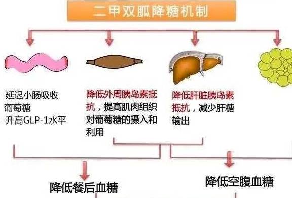 功效|二甲双胍有哪些作用与功效？听听医生怎么说