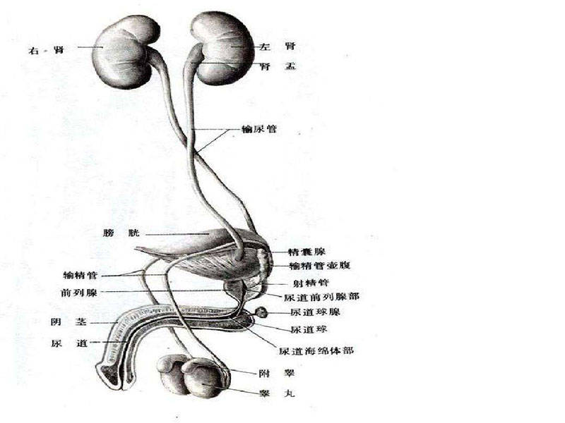 泌尿生殖系统发生微循环障碍时,微血管通透性改变,组织肿,血管收缩