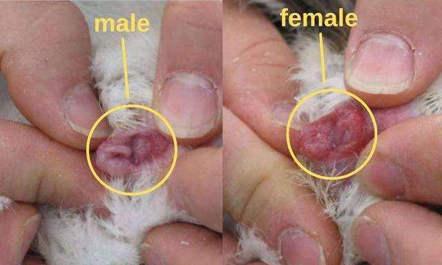 每年70亿只小鸡被搅碎出生几个小时未吃过饲料就被做成狗粮