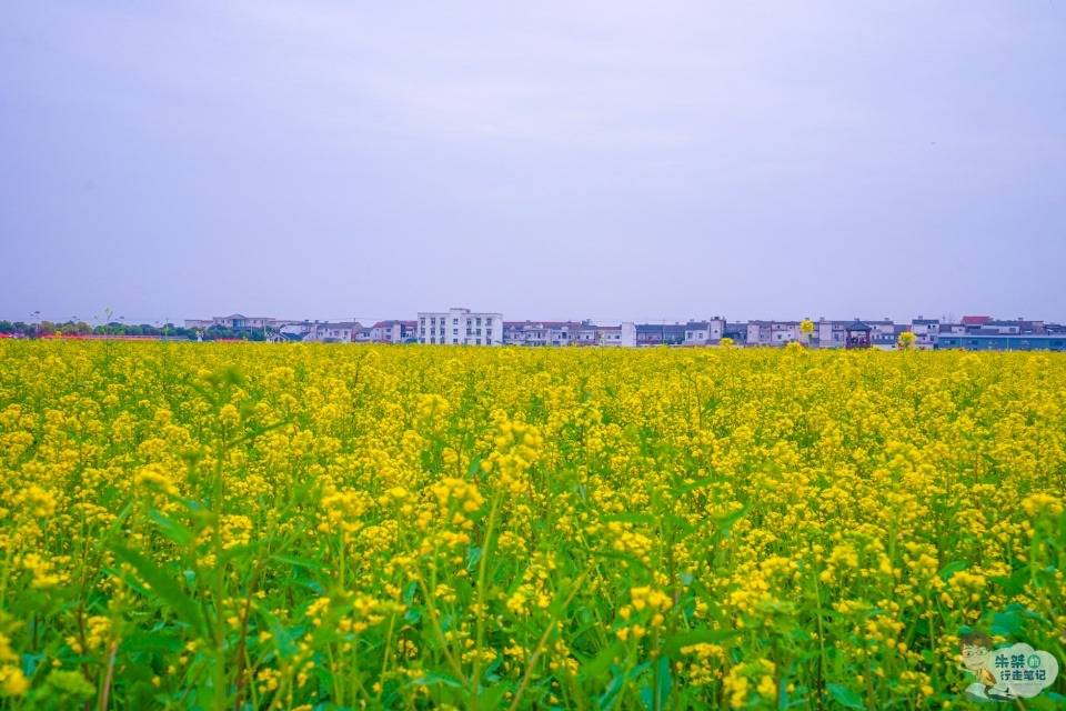 婺源|春日里最美的景致，在这几座因花名扬天下的城市当中，一定能找到